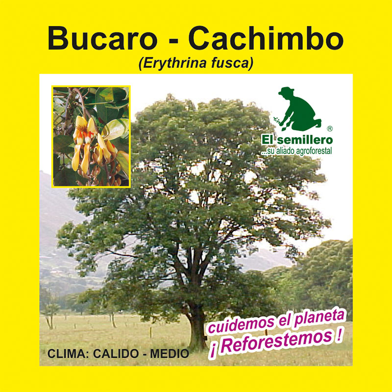 Venta de semilla de Bucaro - cachimbo | Compra en El Semillero SAS